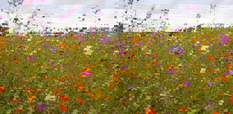 Can Colour Choices Impact Sustainability?