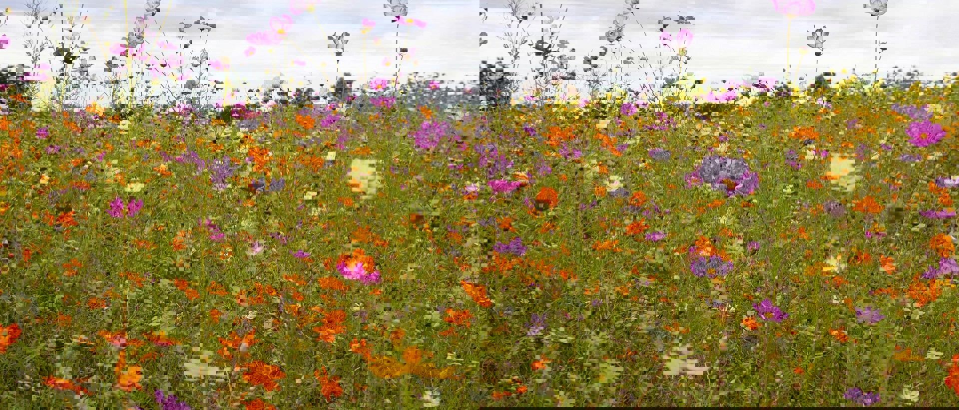 Colour choices impact sustainability